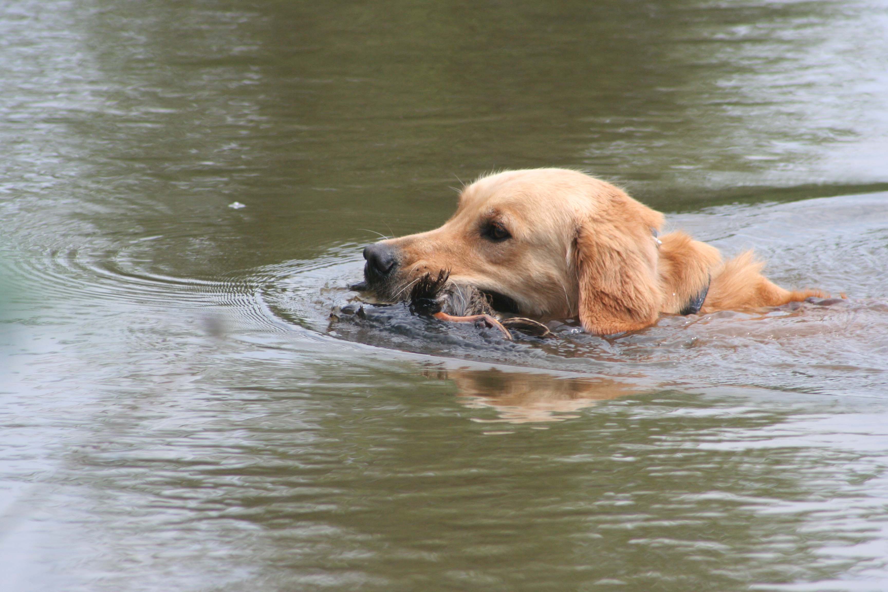 Golden Retriever Puppy In Fall